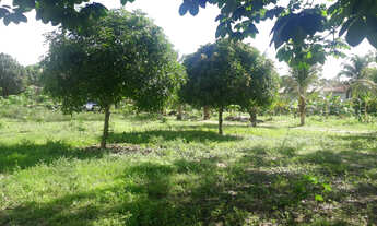 Imagem 4: Vendo chacara a 16 km de imperatriz otimo para lazer e descanso.!