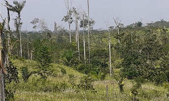 Imagem: Vendo Terra 200 alqueires 50 alqueires formado