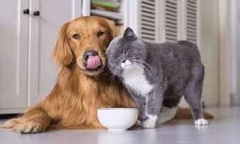 Imagem 3: Oportunidade de Negócio - Franquia Pet