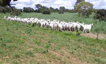 Imagem: Fazenda Cocalinho - MT com 986 alqueires!