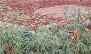 Imagem 3: Chácara Chácara com venda por R$220.000