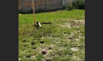 Imagem 2: Vendo um terreno