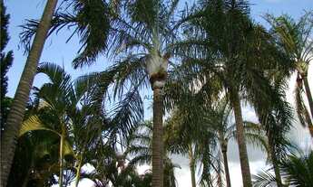 Imagem 6: Casa com 4 quartos, Chácara Primavera - Campinas