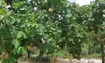 Imagem 6: Ótima oportunidade! Vendo ou troco sítio com 5 hectares. 13 km da chapada dos Guimarães