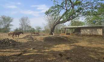 Imagem 6: FAZENDA A VENDA UBERLÂNDIA ( REGIÃO DE CRUZEIRO DOS PEIXOTO)