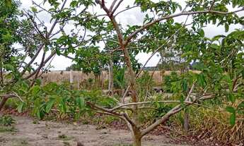 Imagem 6: Vende-se chácara na Marajó-Go