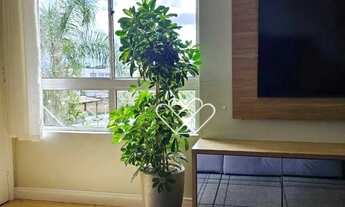 Imagem 4: Apartamento com 2 dormitórios à venda, 49 m² por R$ 260.000,00 - Jansen - Gravataí/RS