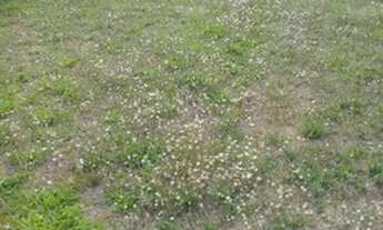 Imagem 3: Vendo pequeno sitio