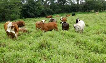 Imagem: Fazenda 21 Km de Padre Bernardo Go