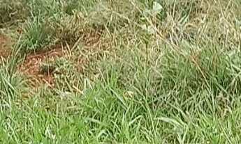 Imagem 6: Fazenda com 16 hectares, sendo 9 de pastagem, e 7 de área preservada ,toda cercada com