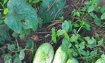 Imagem 5: Ótima oportunidade! Vendo ou troco sítio com 5 hectares. 13 km da chapada dos Guimarães