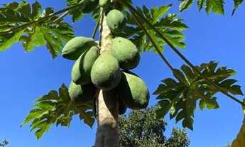 Imagem 4: Chácara 5.000 metros!