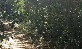 Imagem 2: Terreno na Chapada dos Veadeiros