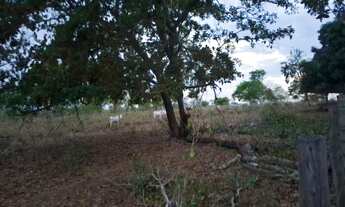 Imagem 7: FAZENDA 75 ALQUEIRES EM COLINAS/GO