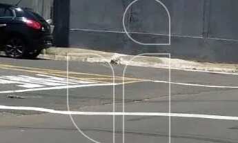 Imagem 2: Casa em Conjunto Habitacional Vila dos Comerciários II - Marília