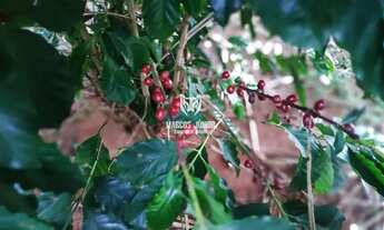 Imagem 5: LINDA CHACARA NA ESTRADA DA PRODUÇÃO A 13 KM DE MONTES CLAROS COM OTIMA ESTRUTURA