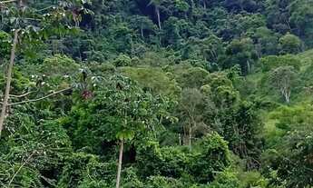 Imagem 4: Venda-se 2 alqueires e 10 litros de mata no Município de Mimoso do Sul/ES