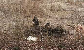 Imagem 3: Terreno Vianópolis