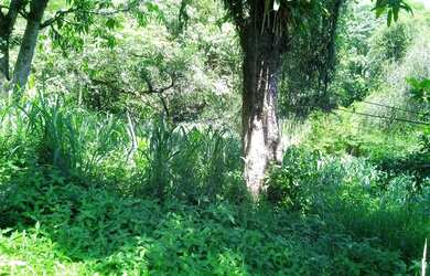 Imagem 4: Mini chácara Fazenda / sítio com venda por R$250.000