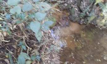 Imagem 4: Sítio 08 Hectares Arantina - Sítio da Varzea 30 hectares