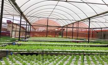 Imagem: Empresa hidropônica a venda