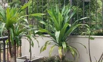 Imagem 7: Apartamento Garden para venda com 250m² com 3 suítes na Vila Andrade - São Paulo - SP