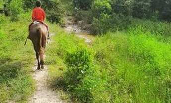 Imagem 2: Terra com 100 Hectares - Pedro do Rosário - MA