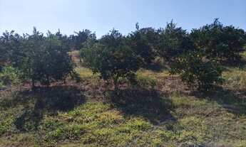 Imagem 3: Sítio em Limeira