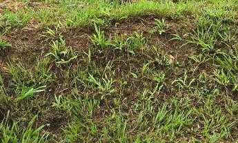 Imagem 2: 2 LOTES JARDINS CAPRI