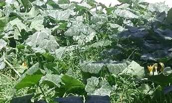 Imagem 7: Vendo casa térrea, bem localizada, financio direto comigo, com entrada de 200 mil