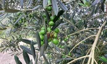 Imagem 2: Sítio com 1 dormitório à venda, 198000 m² por R$ 5.645.000,00 - Pinhal Novo - Lorena/SP