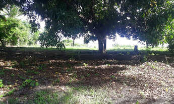 Imagem 6: Vendo chacara a 16 km de imperatriz otimo para lazer e descanso.!