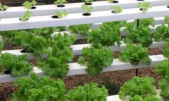 Imagem 2: Empresa hidropônica a venda