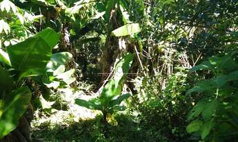 Imagem 7: BORDA DA MATA - Chácara - Serrinha