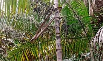 Imagem 6: Sítio Terreno / lote com venda por R$150.000