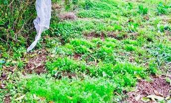 Imagem 6: Excelente terreno para sítio