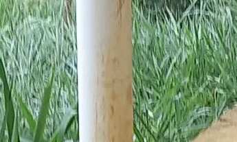 Imagem 4: Fazenda com 16 hectares, sendo 9 de pastagem, e 7 de área preservada ,toda cercada com