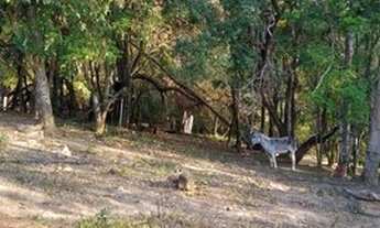 Imagem 6: Ótima Chácara Na Água Comprida