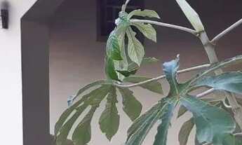 Imagem 4: Imóvel para venda tem 9800 metros quadrados com 4 quartos em Veraneio Irajá - Jacareí - SP