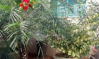 Imagem 2: Casa 4 quartos jardim Europa