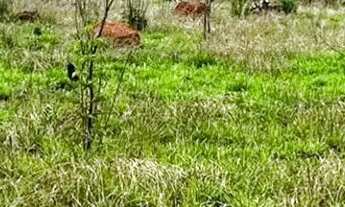 Imagem 3: O ESPAÇO PERFEITO PARA CONSTRUIR OU INVESTIR, EM UMA ÁREA CERCADA PELA NATUREZA! SAIBA MAI
