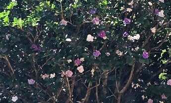 Imagem 4: Excelente casa de condomínio para venda em Nova Lima