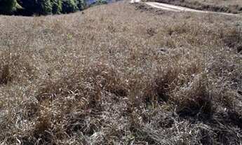 Imagem 2: Sítio 08 Hectares Arantina - Sítio da Varzea 30 hectares