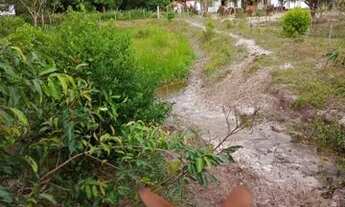 Imagem 7: Terra com 100 Hectares - Pedro do Rosário - MA