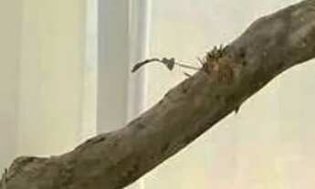 Imagem 9: Via pública, Águas Claras. Nova, 72m², 3 qts, 2 vgs e quintal