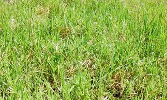 Imagem 6: SITIO RENASCER 1,0 HECTARE = 10.000,00 m²