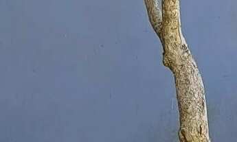 Imagem 4: Casa em Nonoai Casa com 3 dormitórios