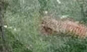 Imagem 5: Terreno à venda em Butantã, São Paulo - SP