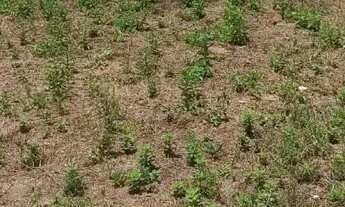 Imagem 5: Vendo terreno no Canaã