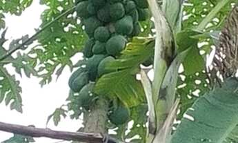 Imagem: Vendo uma casa boa demais